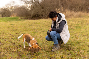 Woman training a beagle dog for truffle hunting