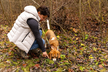 Woman training a beagle dog for truffle hunting