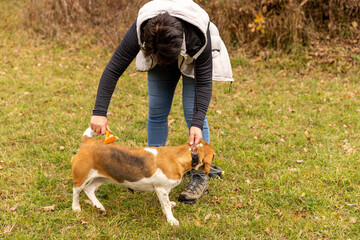 Woman brushing a beagle dog