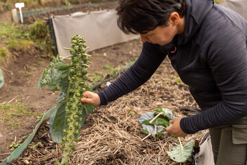 Woman harvesting organic brussels sprouts