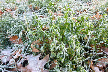 Frosty Morning Landscape with Icy Leaves and Grass: Winter Nature Scene for Seasonal Design