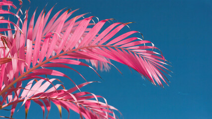 Pink palm fronds against blue sky
