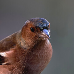 Chaffinch