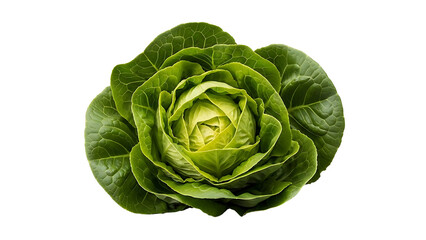 A close up shot of a fresh green butter lettuce head isolated on a black background