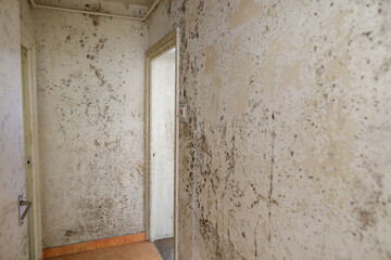 Details with mold heavy infesting the walls of an old apartment in a block of flats.