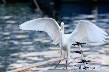 Great Egret Standing on Boat Mast Against Rippling Water