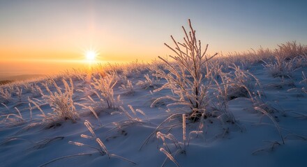 A crisp frosty hillside lit by warm sunrise beams on New Years Day
