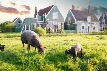 Flock of lamb and sheep grazing on a hill at sunset. High quality photo