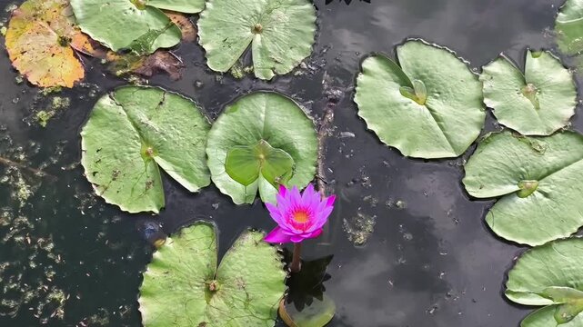 Vibrant pink water lily in the center, surrounded by floating lily pads on a calm lake. Floral concept, nature wallpaper, vector illustration.