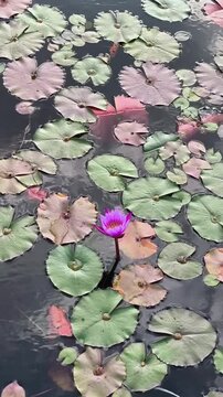 Vibrant pink water lily in the center, surrounded by floating lily pads on a calm lake. Floral concept, nature wallpaper, vector illustration. Trendy botanical concept