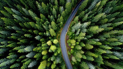 A winding road cuts through a dense forest filled with vibrant green trees. Sunlight filters through the leaves creating an inviting and peaceful atmosphere.