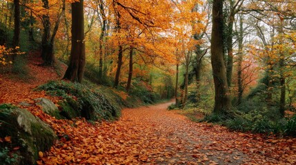 Fototapeta premium A path in a forest covered with fallen leaves, leading towards a clearing with a tree in the background.