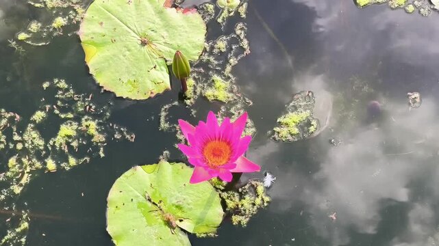 Vibrant pink water lily in the center, surrounded by floating lily pads on a calm lake. Floral concept, nature wallpaper, vector illustration. Trendy botanical background, phone wallpaper design.