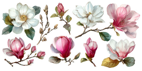 Collection of delicate watercolor illustrations of blooming magnolia flowers and buds on white background