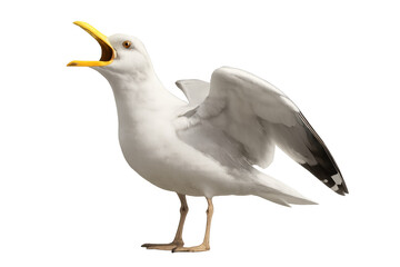 Fototapeta premium Seagull calling with open beak and raised wings on transparent background, wild seabird making noise