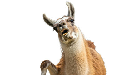 Obraz premium Funny portrait of a llama looking up with mouth open isolated PNG with Transparent Background
