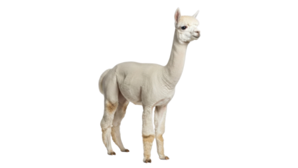 Shaved alpaca standing in studio isolated PNG with Transparent Background