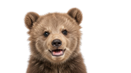 Head portrait of a smiling brown bear cub isolated PNG with Transparent Background