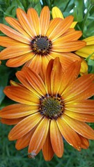 orange flower in the garden