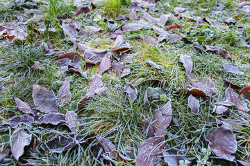 Frost-Covered Leaves and Grass on a Cold Winter Morning