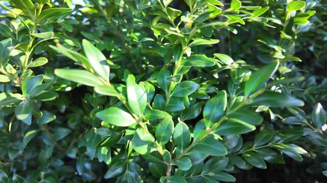 Branches of boxwood on buches in spring park