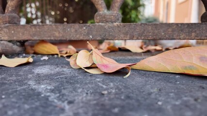Autumn leaves fallen from tree, colorful foliage on ground with seasonal charm and natural atmosphere