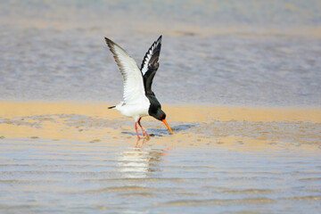 A Eurasian oystercatcher (Haematopus ostralegus) is filmed standing in the water of an estuary in its natural habitat.