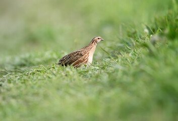 A female common quail (Coturnix coturnix) is photographed close-up walking through thick green grass against a blurred background.