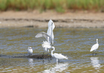Several little egrets (Egretta garzetta) compete and fight for prey in the water of a canal.