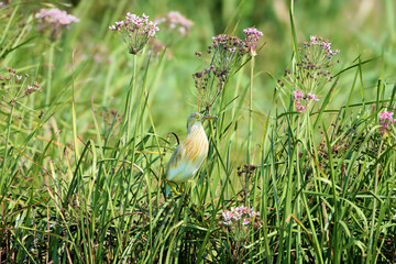 An adult squacco heron (Ardeola ralloides) in breeding plumage is photographed perched on dense aquatic vegetation.
