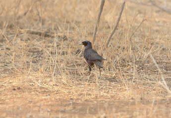 A juvenile Rueppell's glossy-starling (Lamprotornis purpuroptera) is filmed from behind feeding on the ground among dry grass.