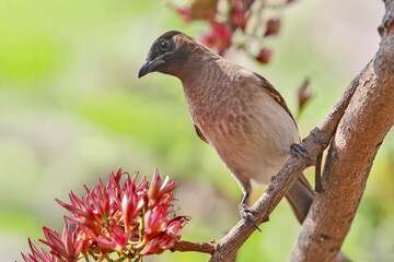 Cape bulbul (Pycnonotus capensis) photographed on a flowering tree among the inflorescences