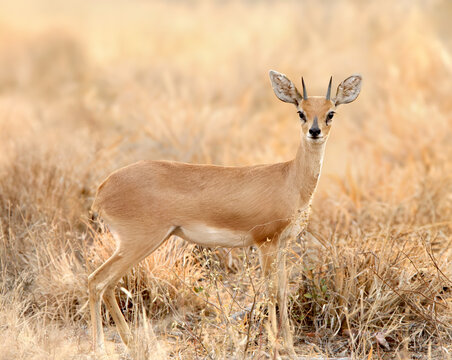 An adult male steenbok (Raphicerus campestris) is photographed in its natural habitat.
