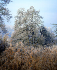 Winter scenic with a lonely frosted tree