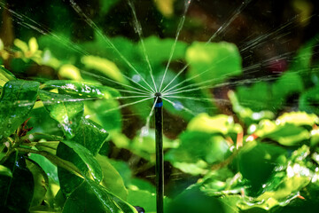 Garden irrigation with an automatic watering system