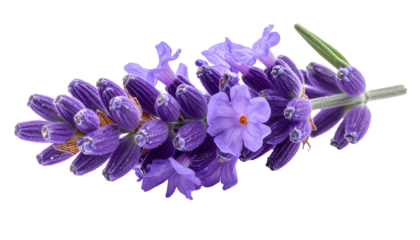 Close-up of a sprig of fragrant purple blooms and buds on a black background