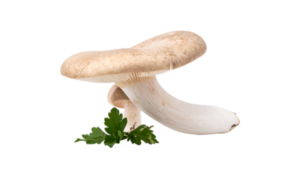 Mushroom isolated on black, with cap, stem, and small leafy green garnish