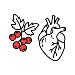 Human Heart Anatomy and Red Berries Illustration