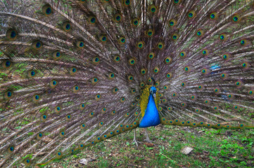 Vibrant male peacock displaying full colorful plumage in natural setting
