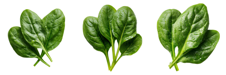 Set of Fresh spinach leaves neatly arranged in a natural pattern transparent png background. Ai generated