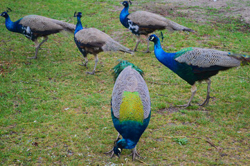Group of Peafowl Grazing on Grass