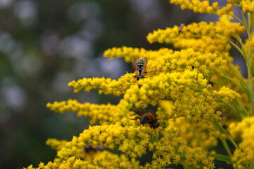 ​This is a macro shot of a goldenrod (Solidago) branch with tiny, bright yellow flowers, hosting two insects: one striped wasp or hoverfly, and another bee or bumblebee. 