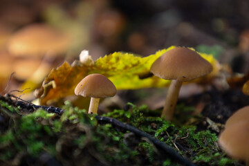 This is a macro shot of two small, brown-capped mushrooms growing among bright green moss and fallen leaves. Yellow autumnal foliage creates a warm, blurred background, highlighting the intricate deta