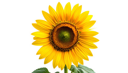 Fototapeta premium Close-up of a vibrant sunflower against a stark black background, showcasing intricate details (2)