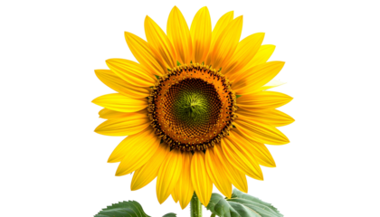 Close-up of a vibrant sunflower against a stark black background, showcasing intricate details (2)