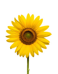 Fototapeta premium Close-up of a vibrant yellow bloom against a stark black background, showcasing intricate details