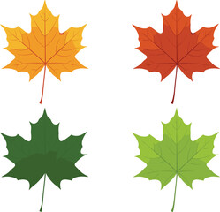 Vector illustration of four maple leaves in autumn and summer colors, featuring detailed shapes perfect for seasonal design projects.