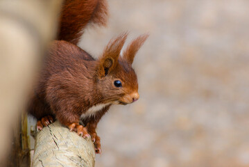 squirrel in the park