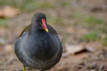 red winged blackbird