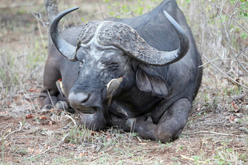 Obraz premium African Buffalo with Oxpecker on its face, Sabi Sands, South Africa 